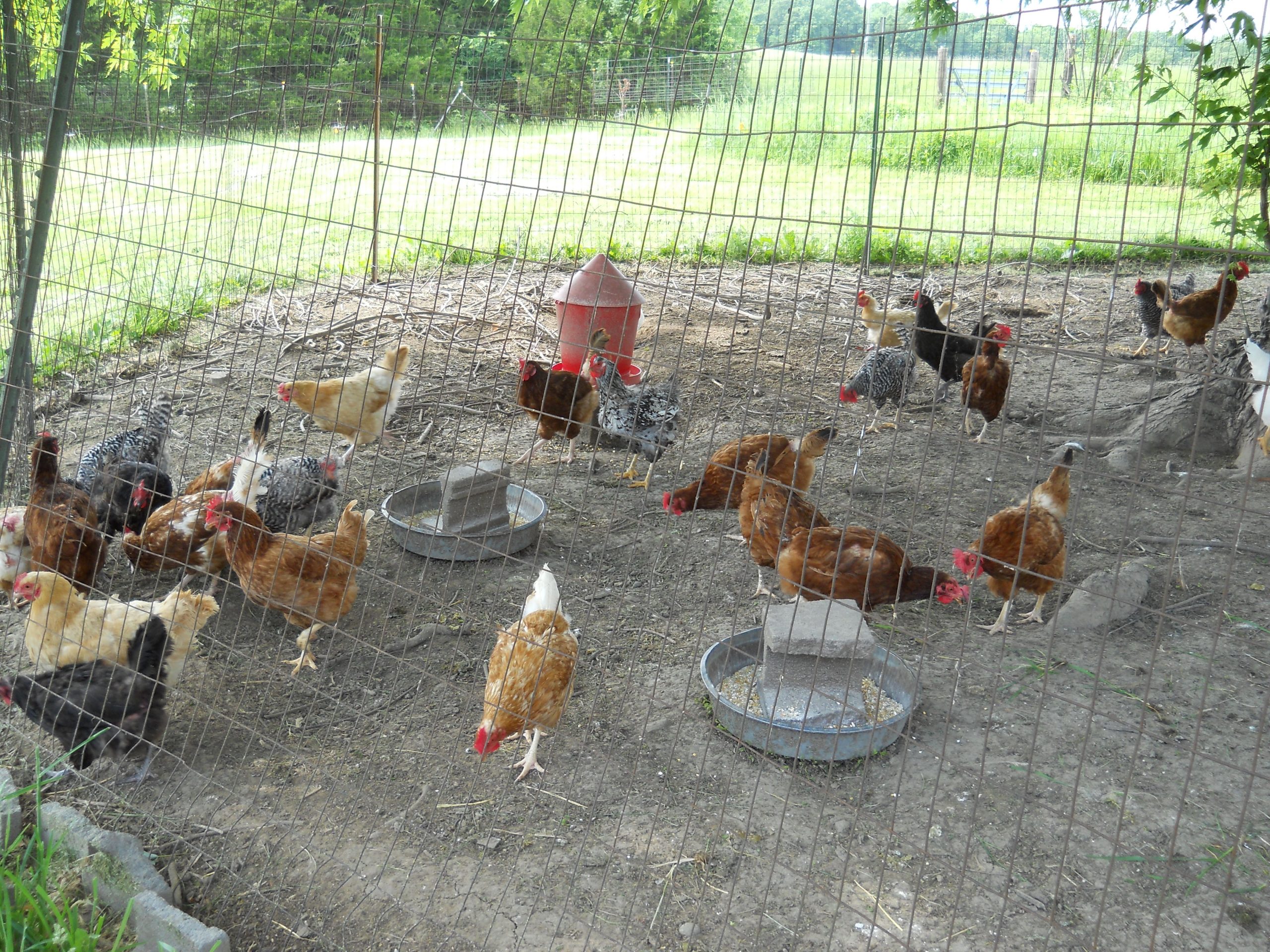 Free-range chickens in their yard