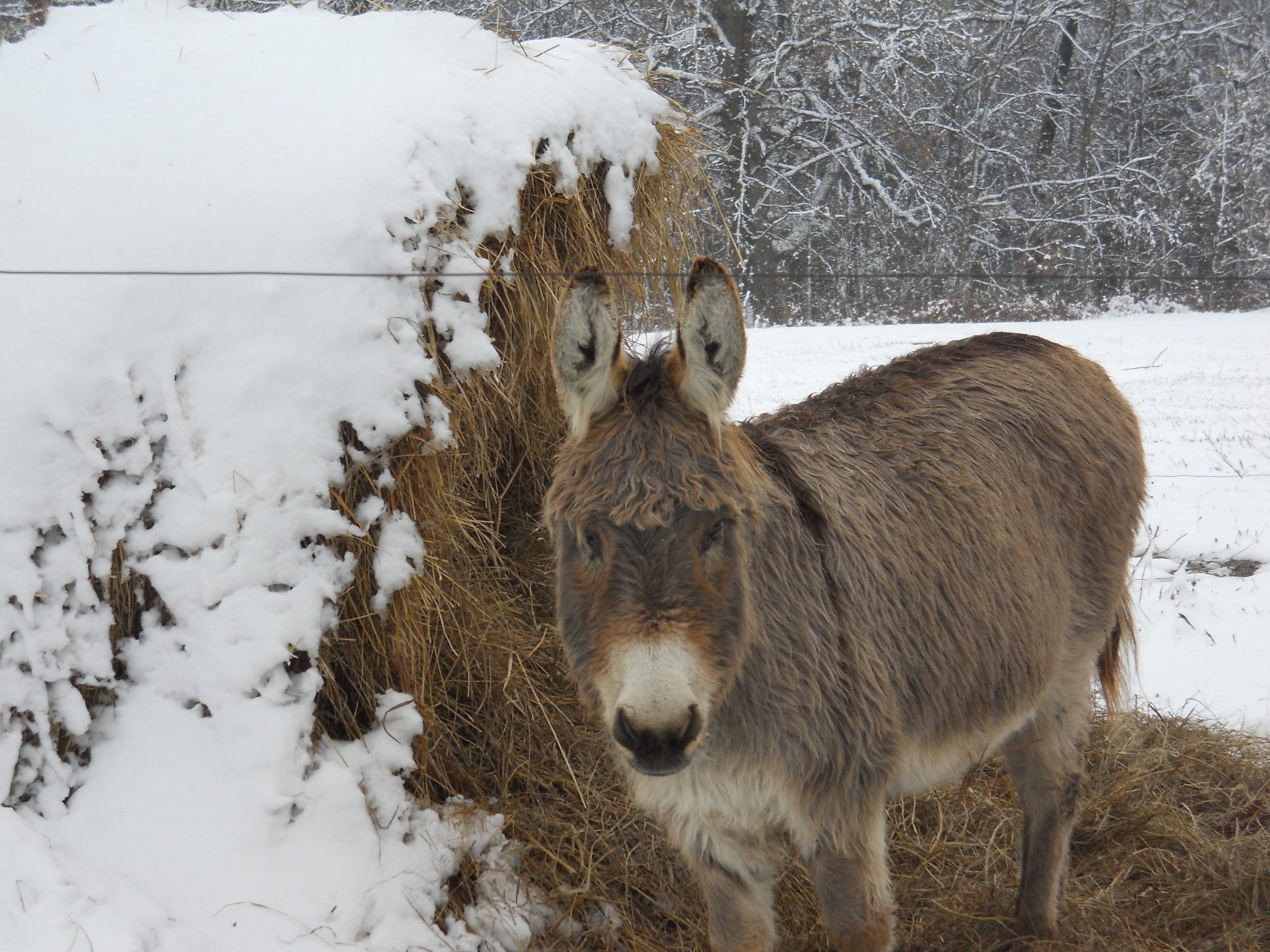 One of the Wise Donkeys in the snow