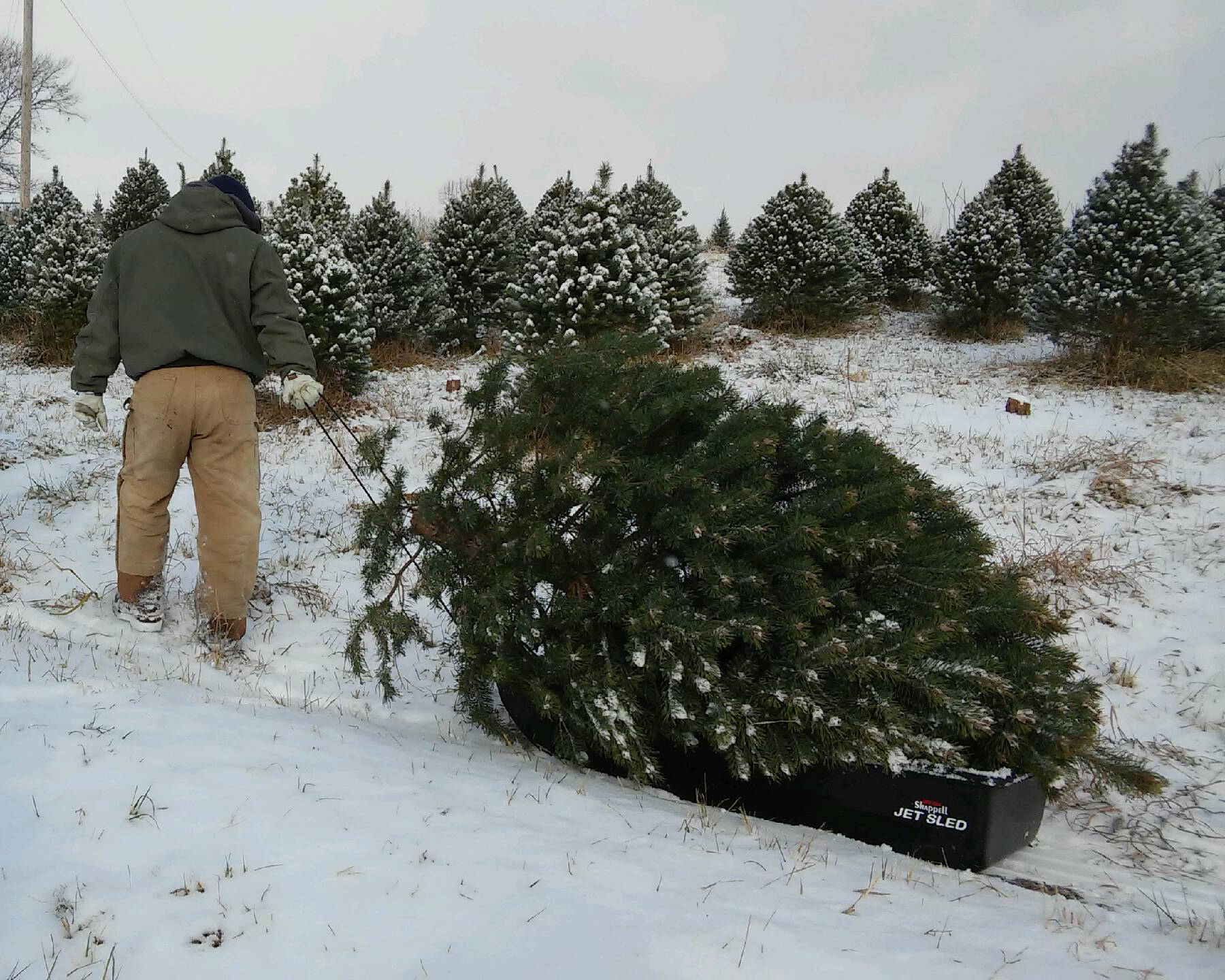 Pulling a freshly cut tree on a sled through the snowy rows